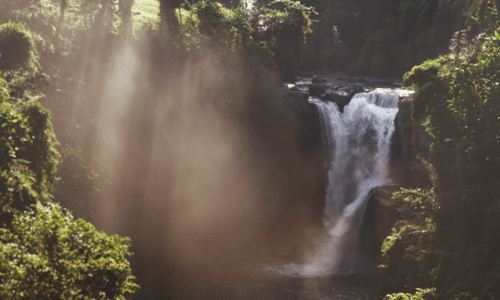 Consciousness-creates-matter-forest-trees-32-500